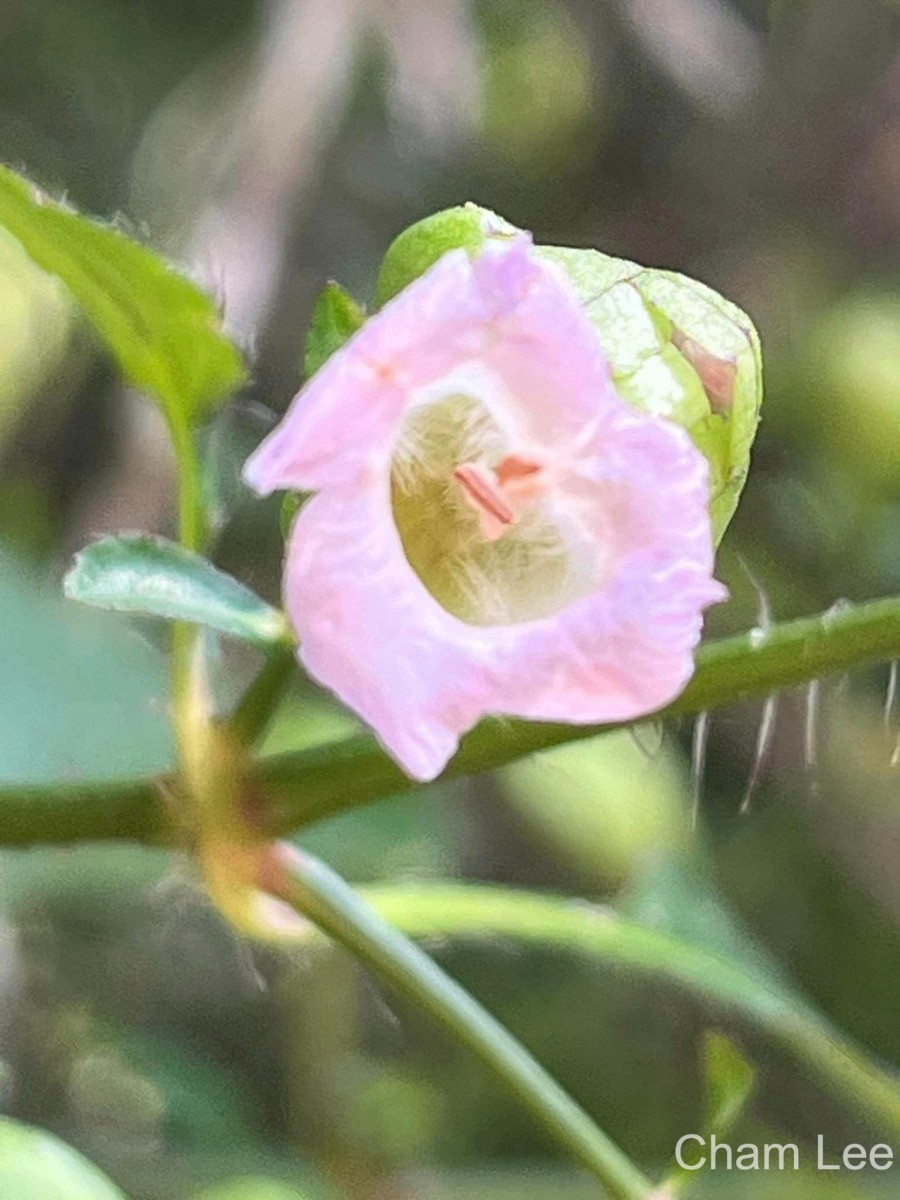 Strobilanthes glandulata Nilanthi et al.